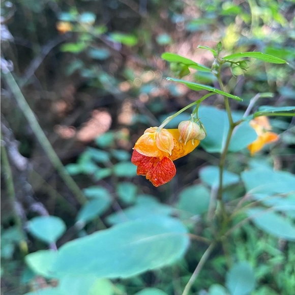 Floral Handmade Original Watercolor (Canvas Print) - Picture 2 of 3